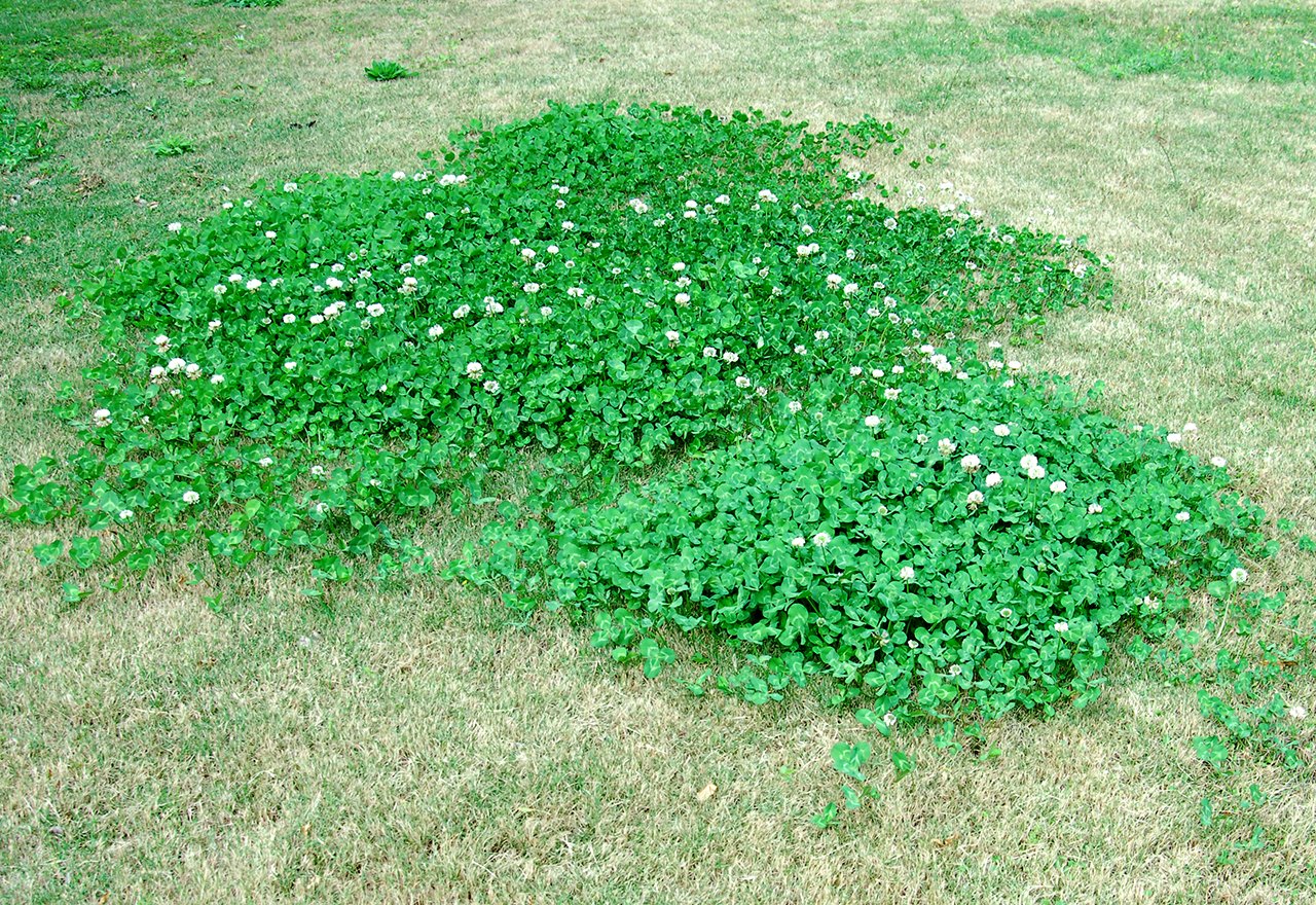 How to Kill Clover Without Chemicals